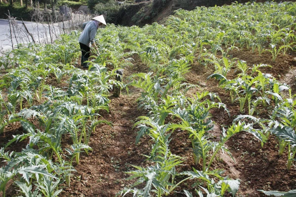 Atiso - cây xóa đói, giảm nghèo của nhiều địa phương.