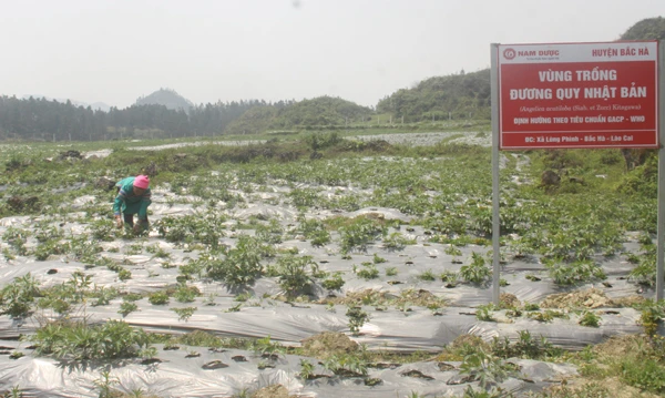 Nông dân Bắc Hà chăm sóc cây đương quy.