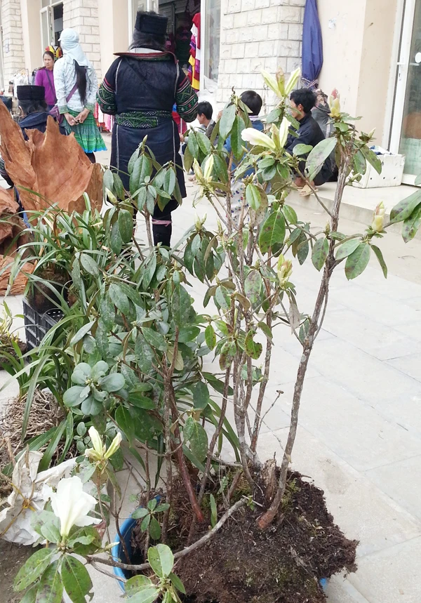 Cây hoa đỗ quyên rừng hoa màu trắng có giá 300 nghìn đồng tại chợ Sa Pa.