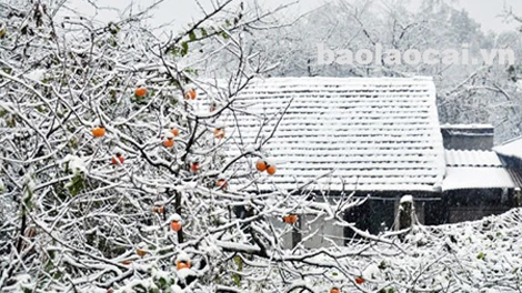 Tuyết rơi dày ở Sa Pa. Tuyết rơi dày ở Sa Pa.