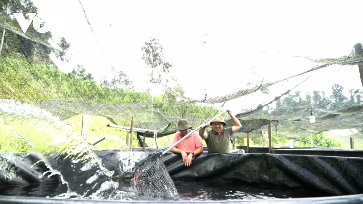 tu bo vi tri sep de ve que nuoi ca dac san tren vung cao na hau hinh anh 2