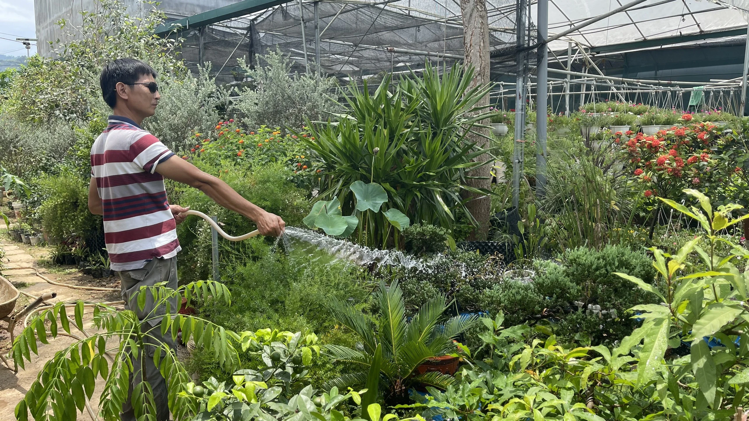 Người trồng cây cảnh khốn khổ vì nắng nóng ảnh 3