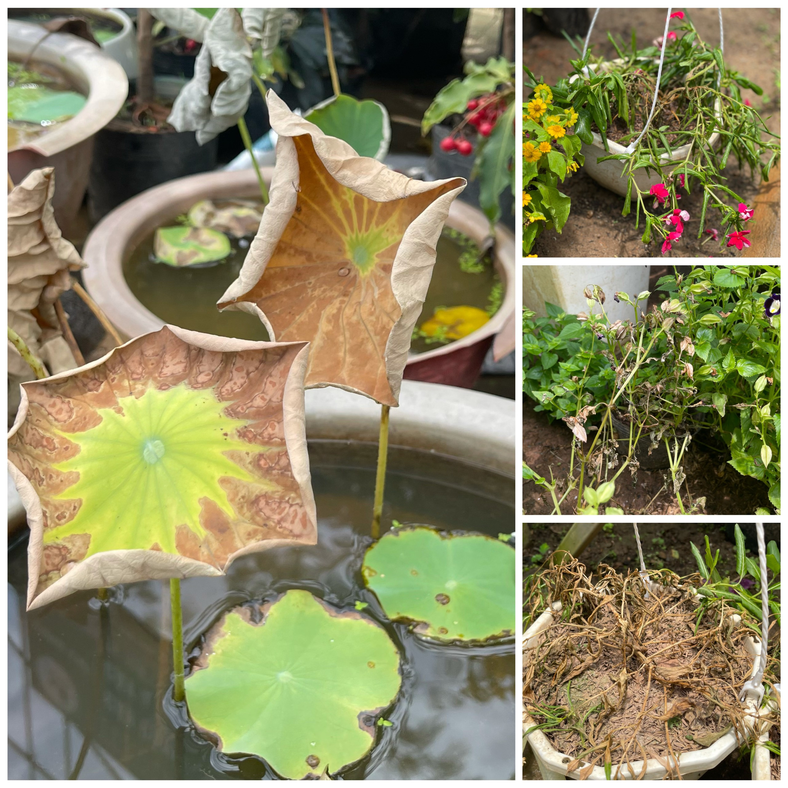 Người trồng cây cảnh khốn khổ vì nắng nóng ảnh 1