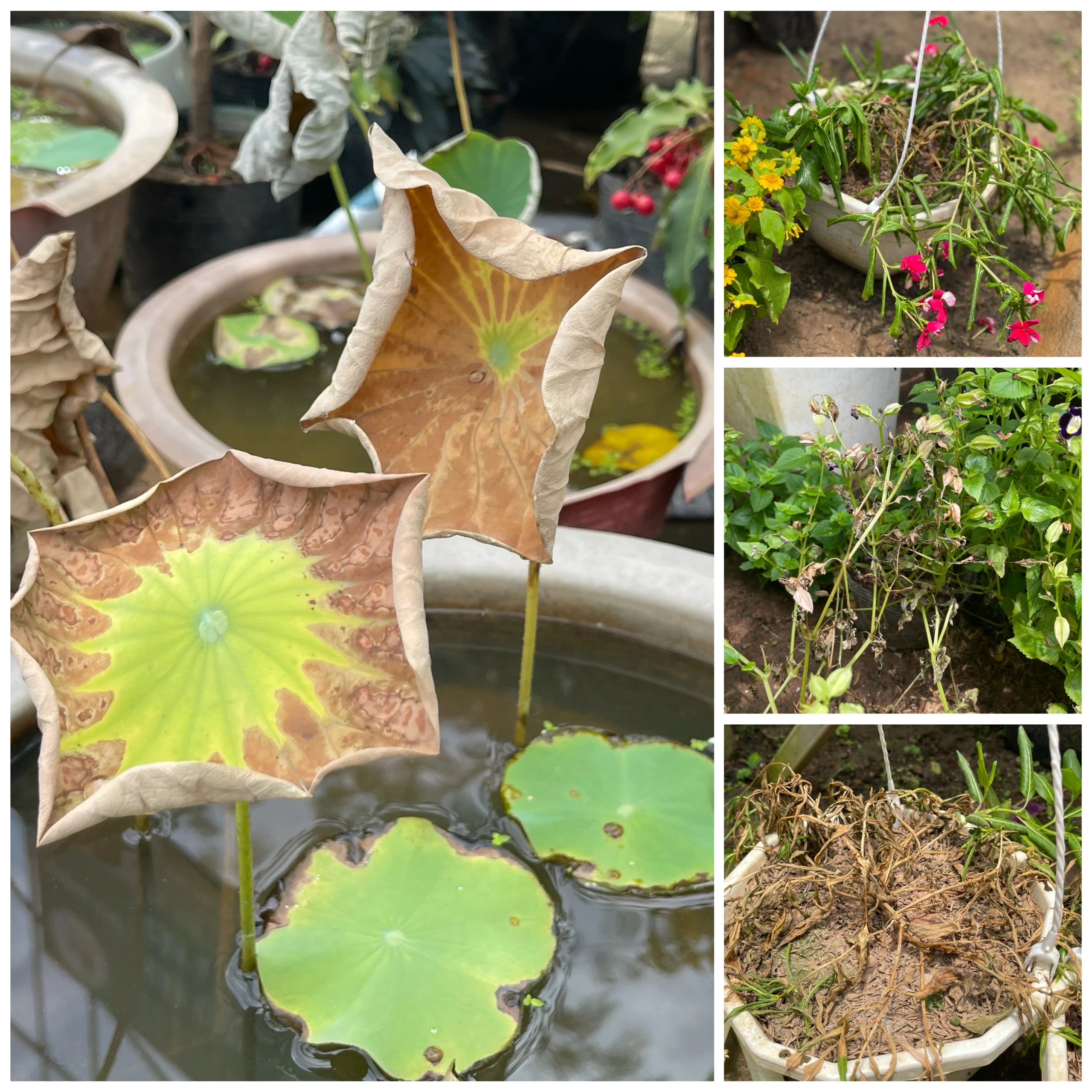 Người trồng cây cảnh khốn khổ vì nắng nóng ảnh 1