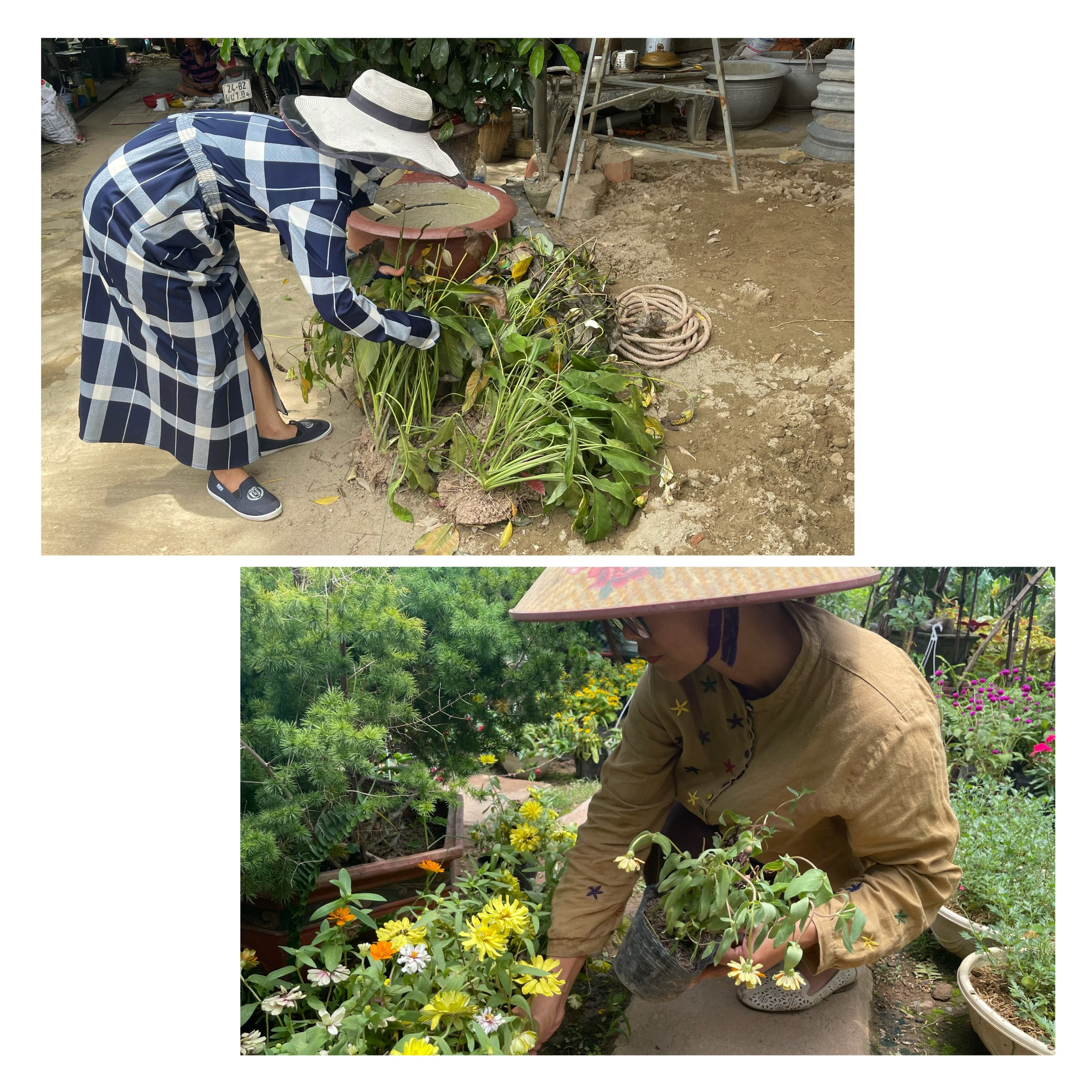 Người trồng cây cảnh khốn khổ vì nắng nóng ảnh 2