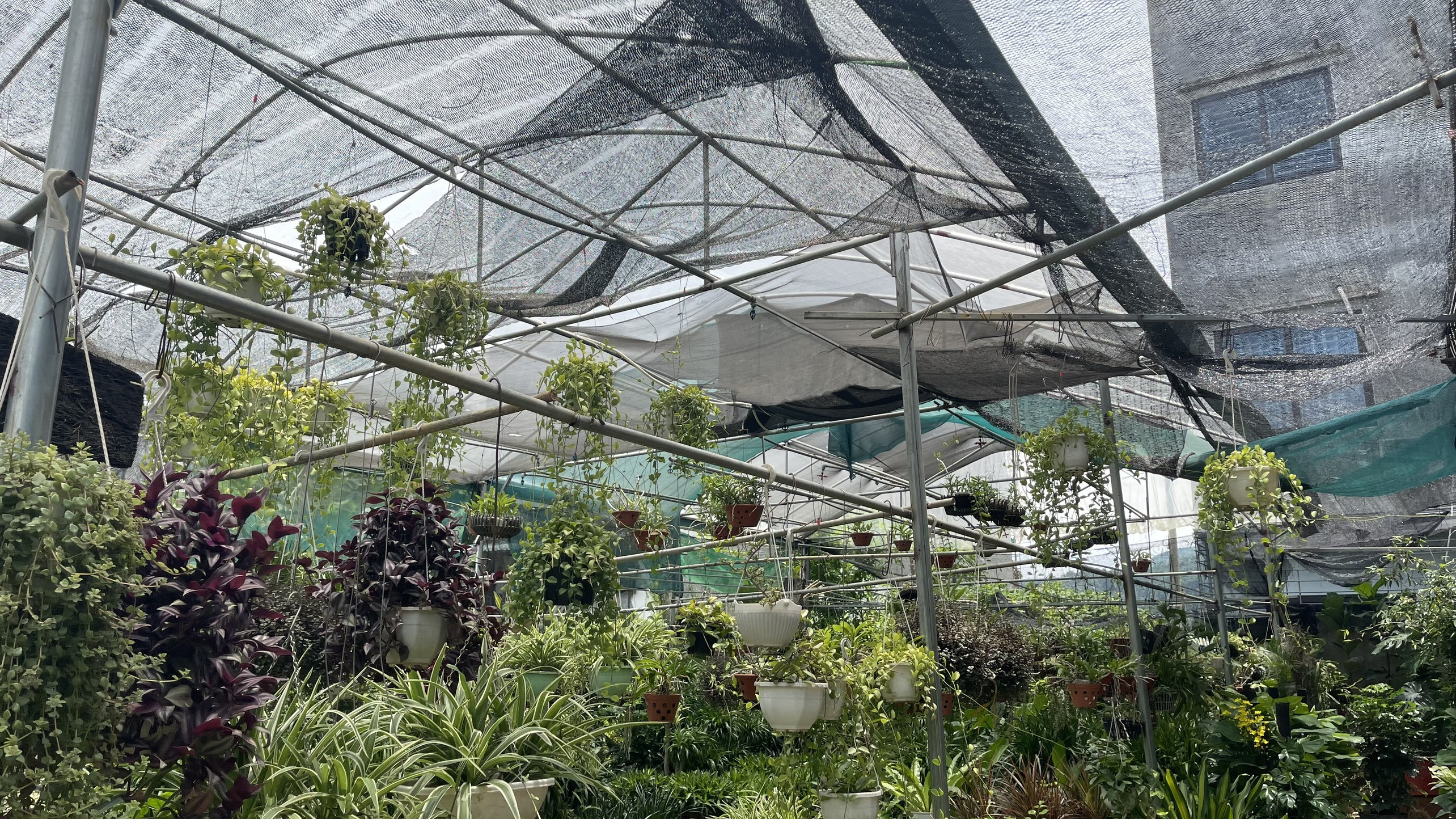 Người trồng cây cảnh khốn khổ vì nắng nóng ảnh 5