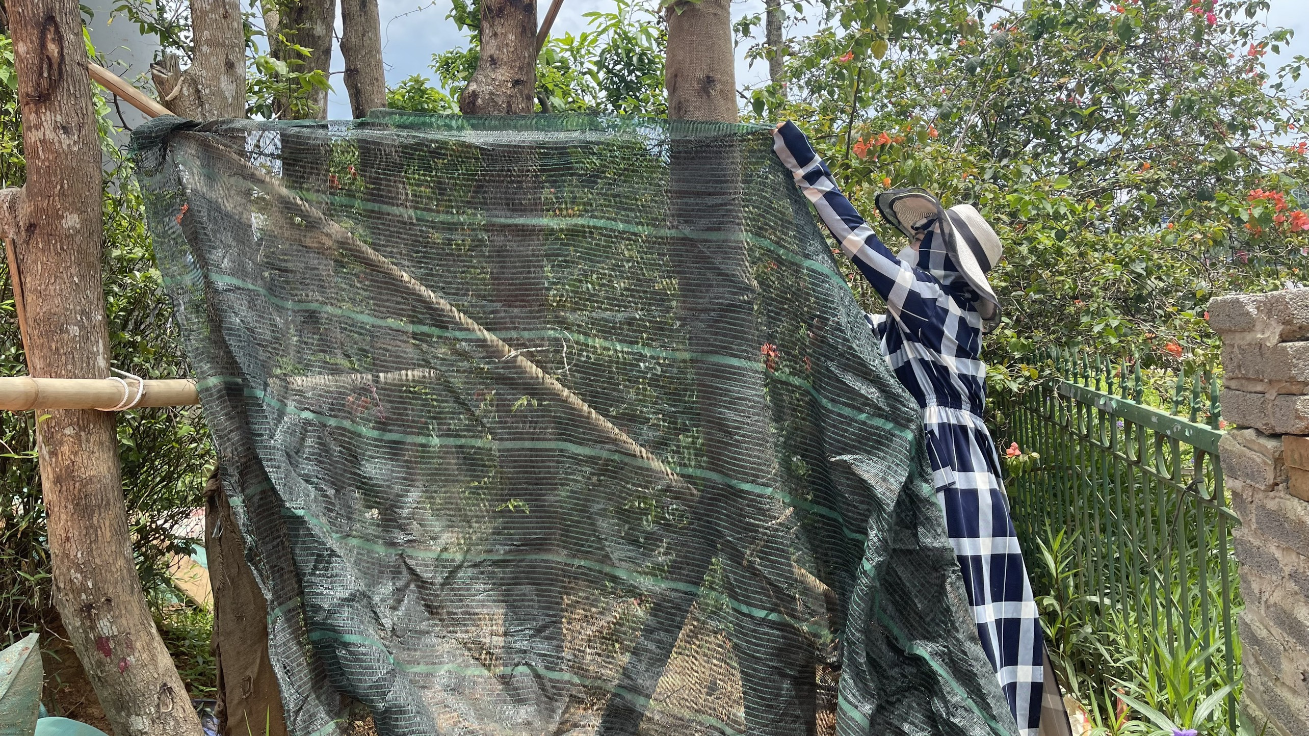 Người trồng cây cảnh khốn khổ vì nắng nóng ảnh 4