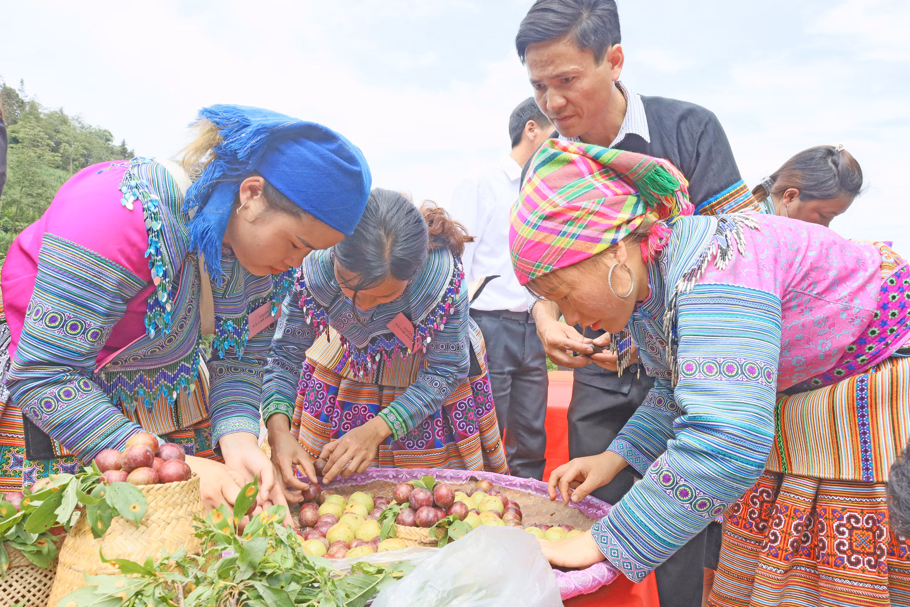 Thu hoạch mận Tả Van. Thu hoạch mận Tả Van.