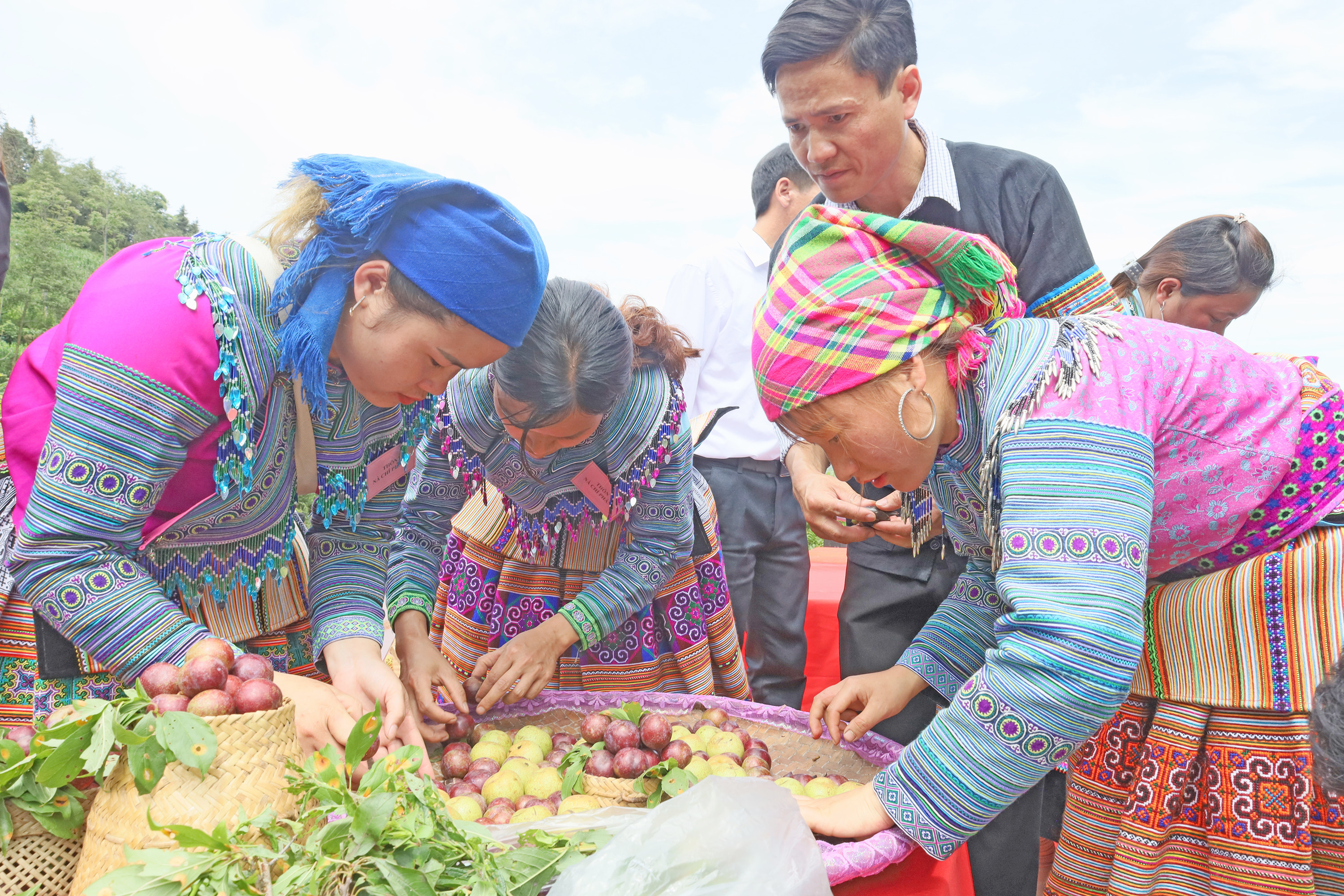 Thu hoạch mận Tả Van.