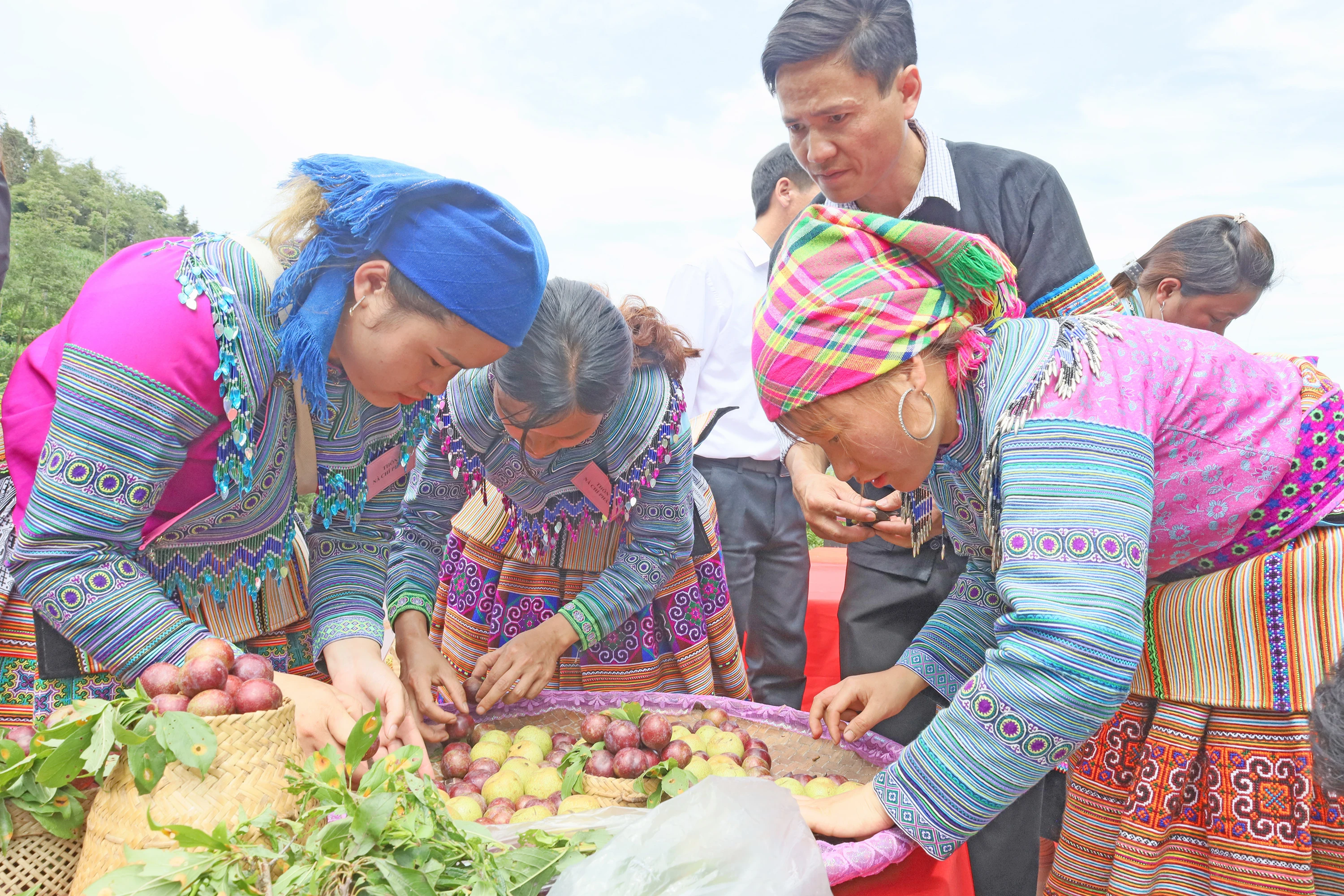 Thu hoạch mận Tả Van.