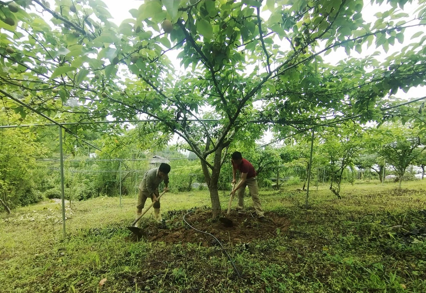 Nông dân xã Lùng Thẩn chăm sóc cây ăn quả theo hướng nông nghiệp hữu cơ.