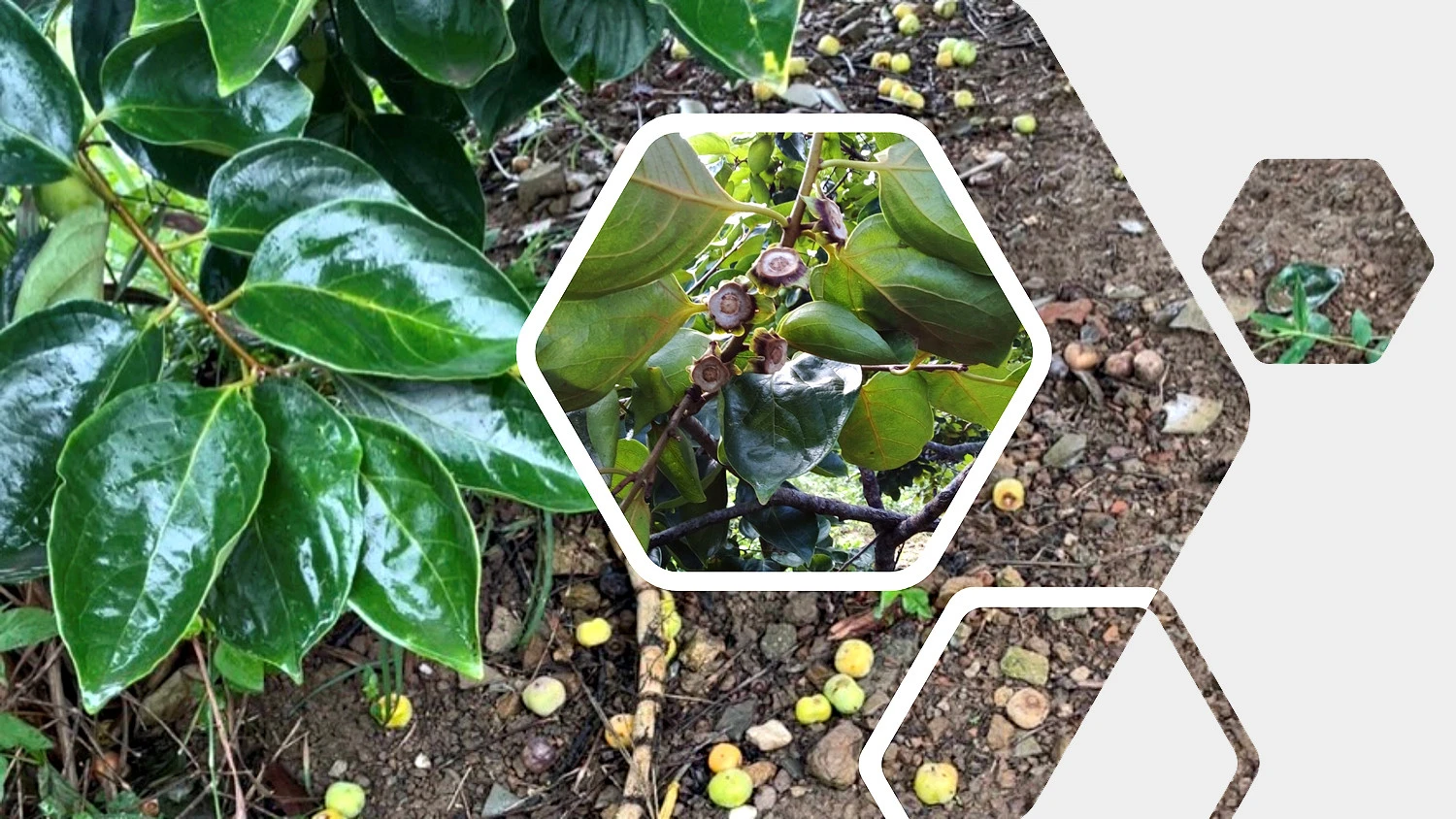 Những quả hồng gần đến ngày cho thu hoạch bị rụng hết, trên cây chỉ còn trơ núm và lá xanh. Những quả hồng gần đến ngày cho thu hoạch bị rụng hết, trên cây chỉ còn trơ núm và lá xanh.