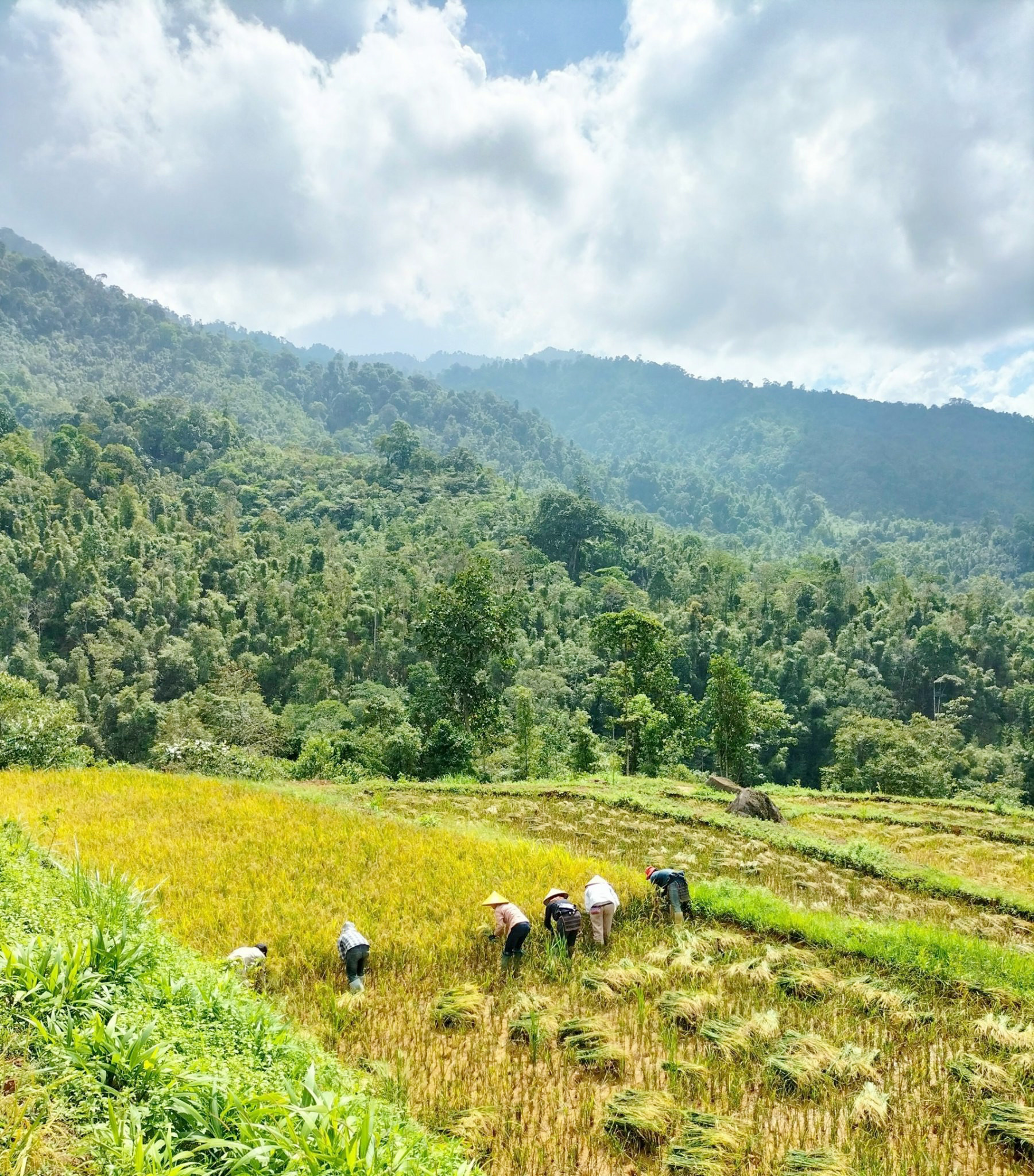 Mùa no ấm trên núi cao ảnh 2