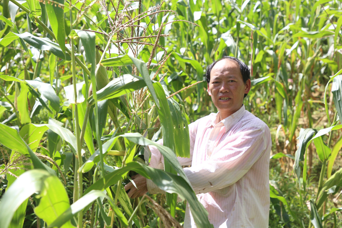 Anh Giàng Seo Nùng, Bí thư Chi bộ thôn Hòa Bình. Anh Giàng Seo Nùng, Bí thư Chi bộ thôn Hòa Bình.