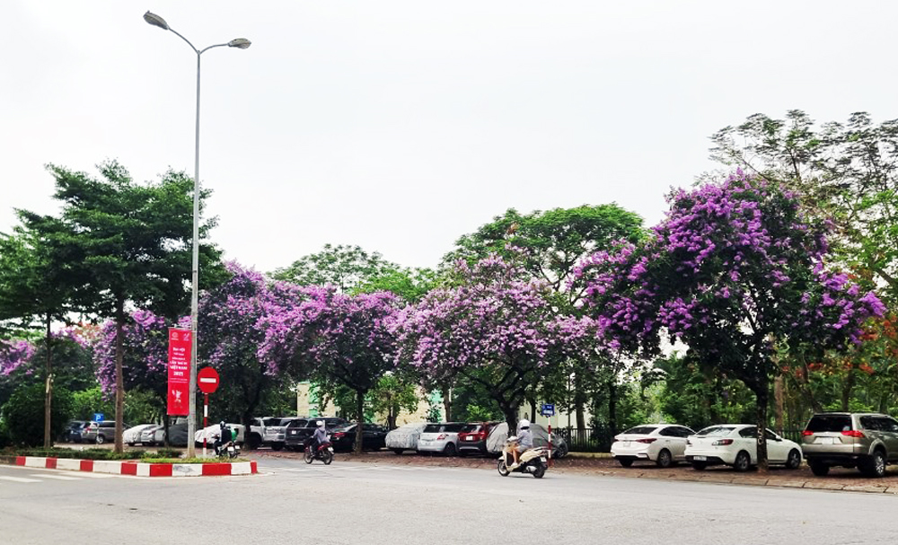 Vào những ngày tháng 5, những cây bằng lăng đang khoe sắc, nhuộm tím nhiều tuyến phố dưới nắng hè.