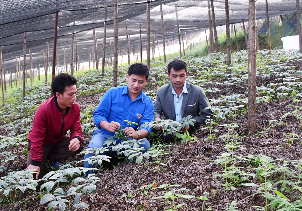 Giàng A Cấu (áo xanh) vận động thanh niên địa phương tham gia phát triển kinh tế. Giàng A Cấu (áo xanh) vận động thanh niên địa phương tham gia phát triển kinh tế.