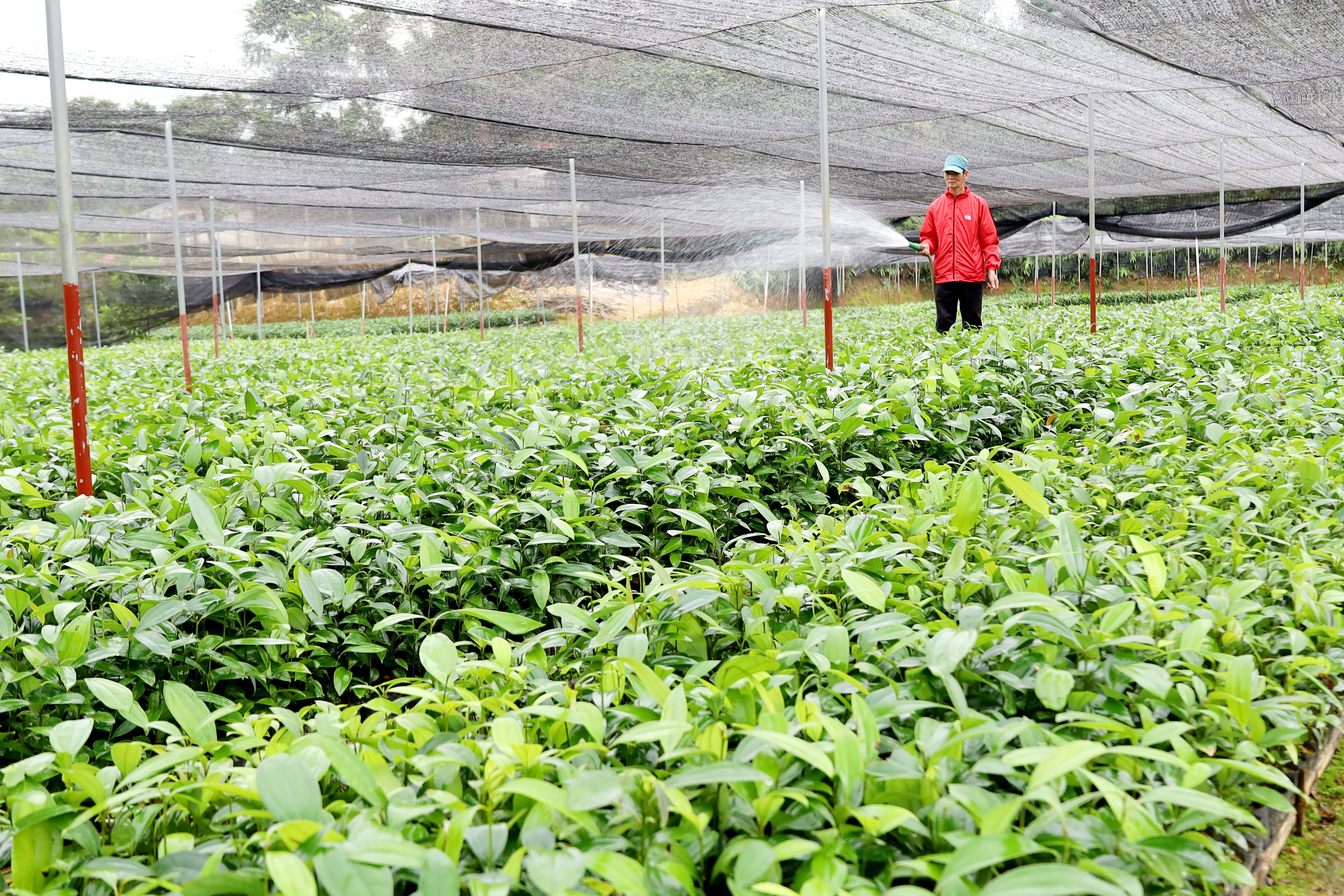 Xây dựng thương hiệu cho quế Bảo Yên ảnh 2