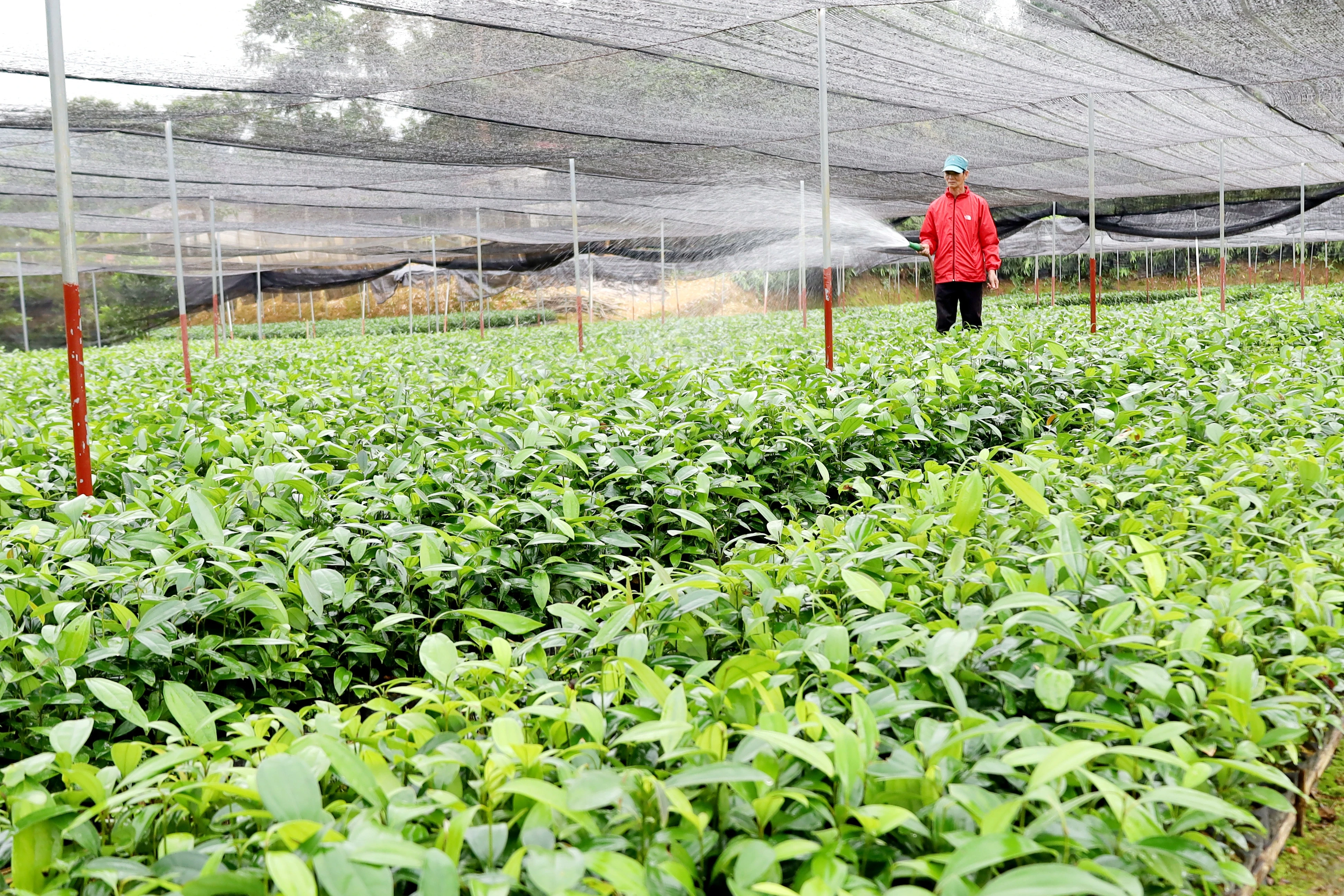 Xây dựng thương hiệu cho quế Bảo Yên ảnh 2