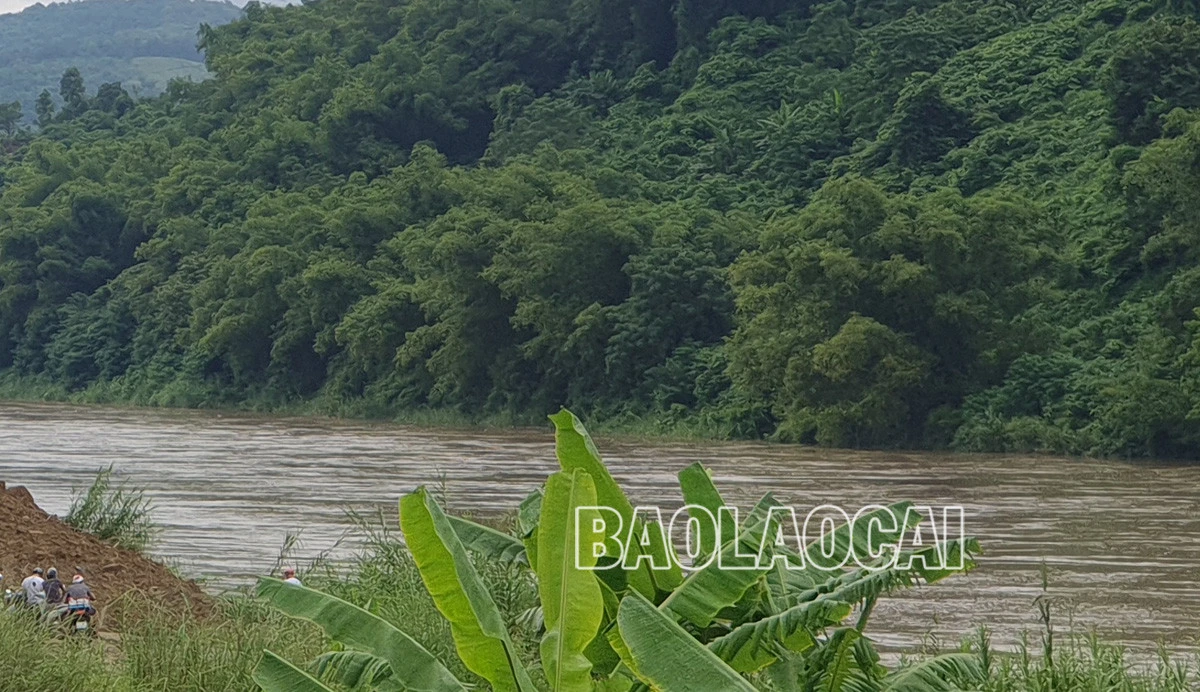 Nhiều diện tích cây rau màu ven hai bờ sông Hồng bị ngập sâu trong nước lũ. Lũ lớn đổ về cuồn cuộn trên sông Hồng khiến một số tuyến đò ngang phải dừng hoạt động. Người dân canh tác ven hai bờ sông lo lũ về làm hỏng cây rau màu.