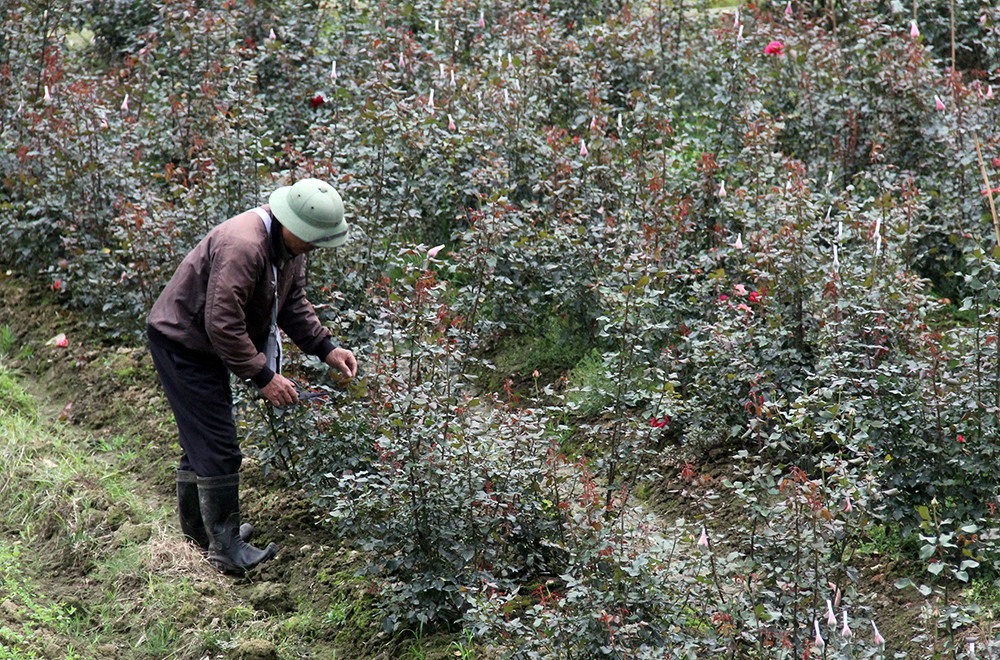 Nhộn nhịp làng hoa ven đô ảnh 7