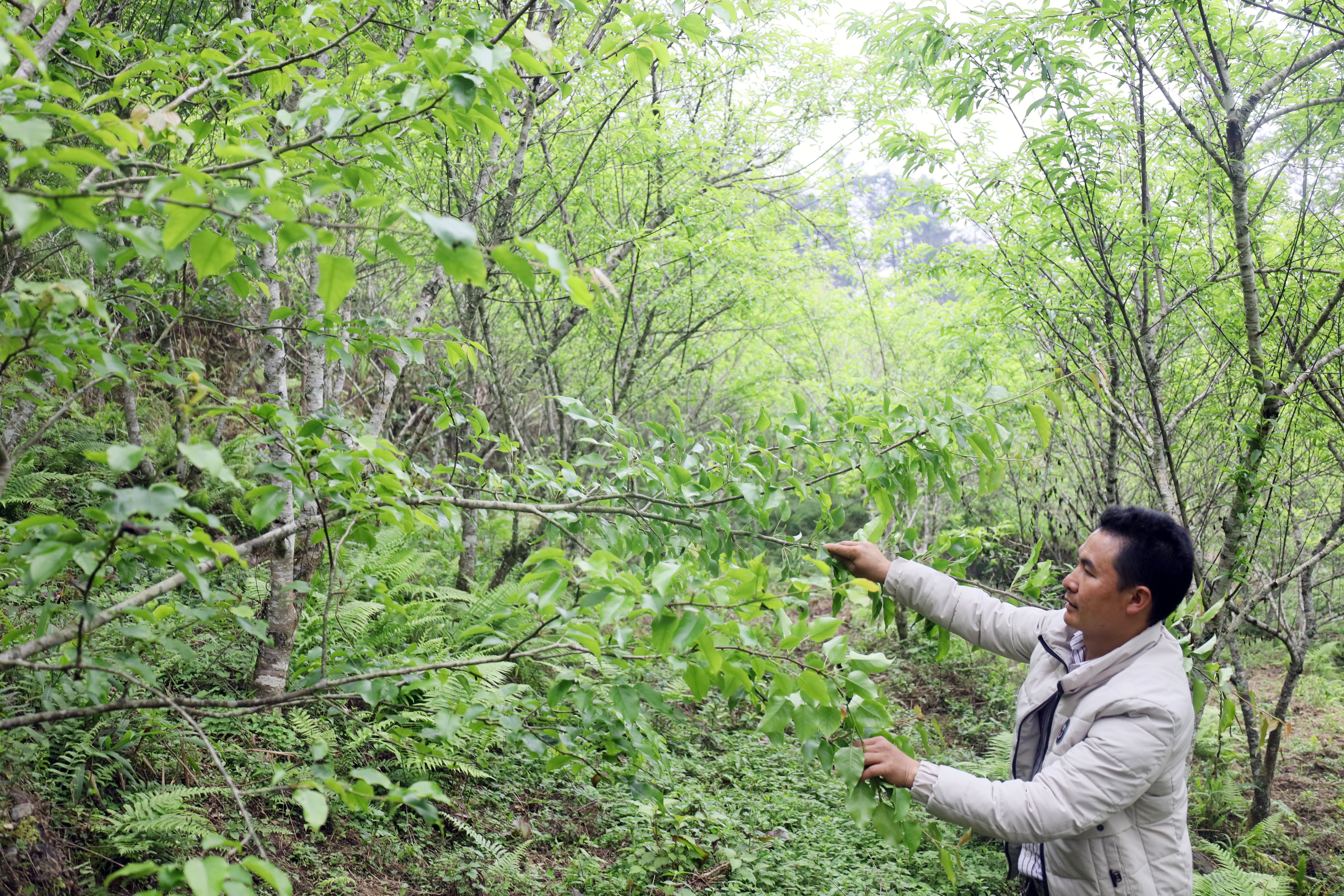 Anh sần seo lềnh chăm sóc vườn cây ăn quả tạo không gian trải nghiệm cho du khách.