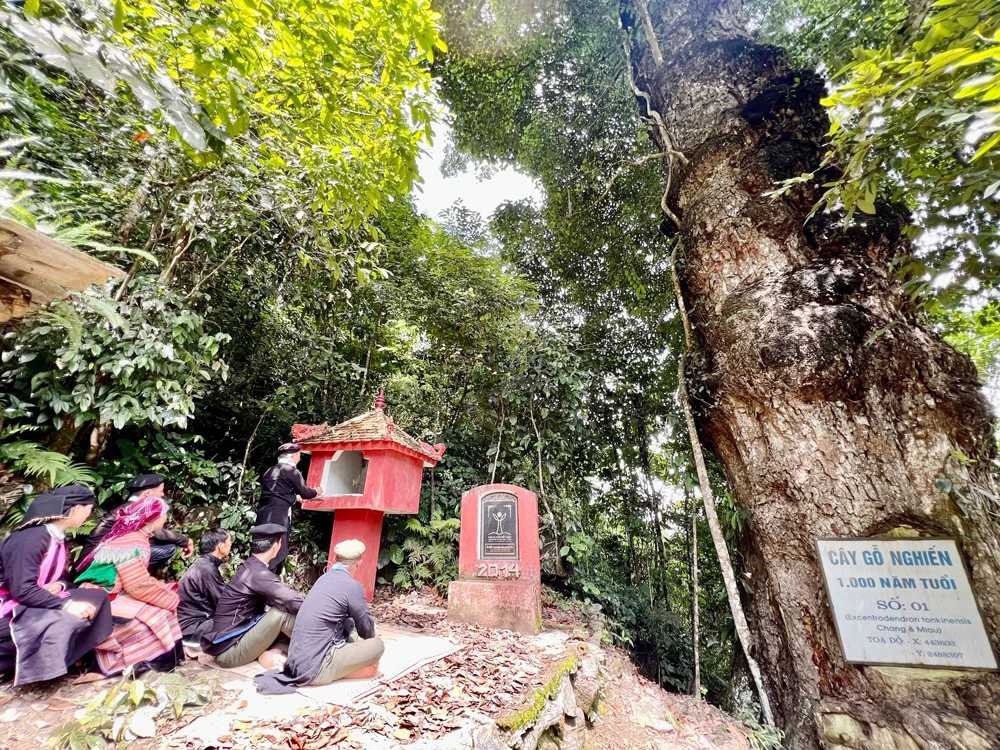 Người dân Cốc Ly cúng rừng cầu mưa thuận, gió hòa ảnh 7