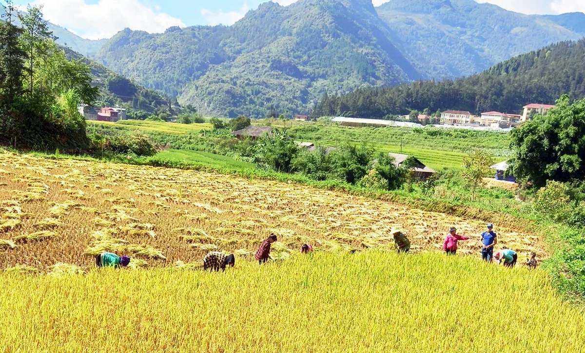 Quy định gía thóc thu thuế sử dụng đất nông nghiệp trên địa bàn tỉnh năm 2022 ảnh 1