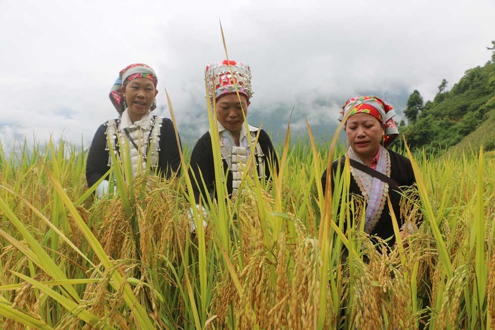 Nghi lễ rước hồn lúa của người Dao đỏ ảnh 1