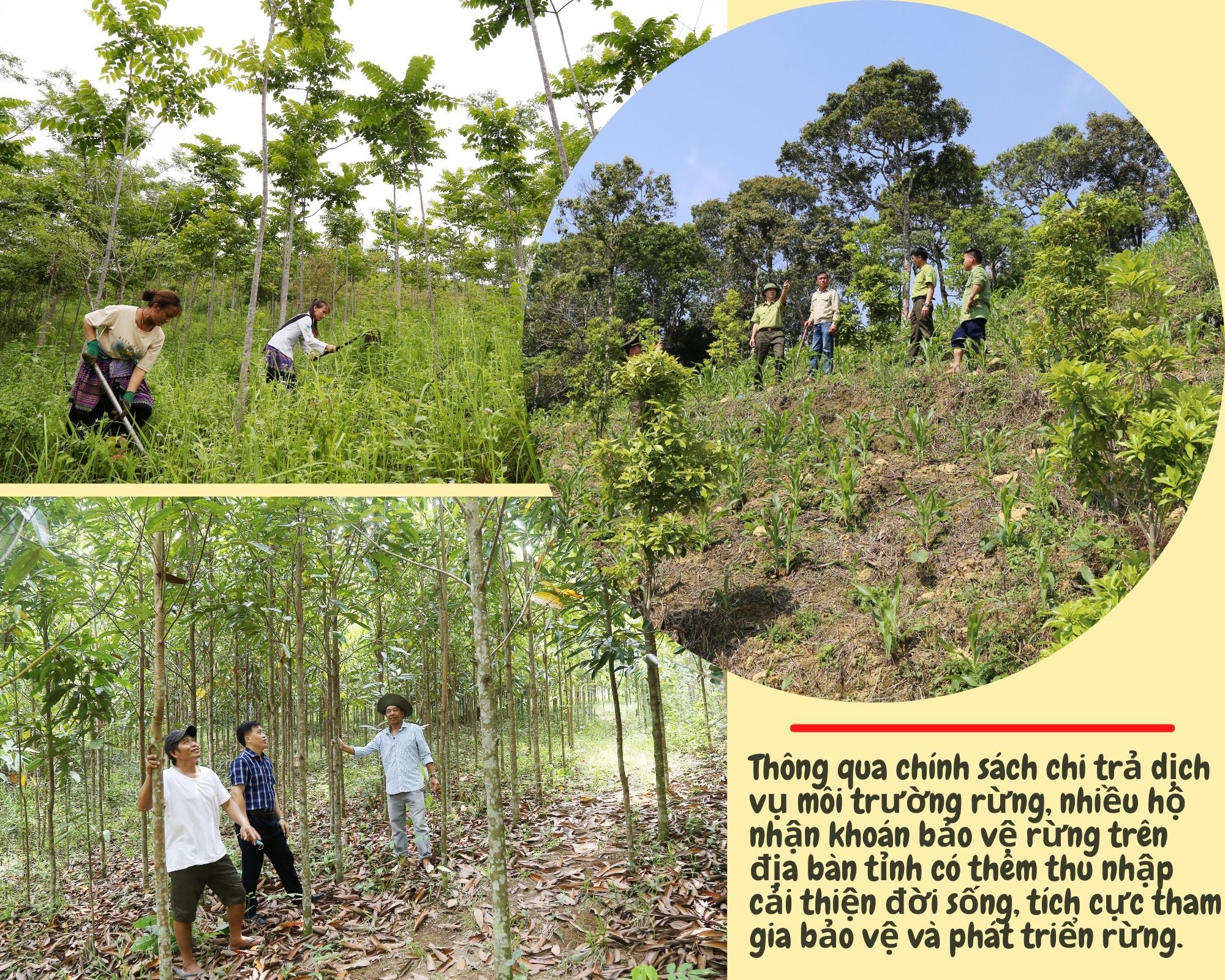Rừng được phủ xanh, người dân có thu nhập ảnh 1