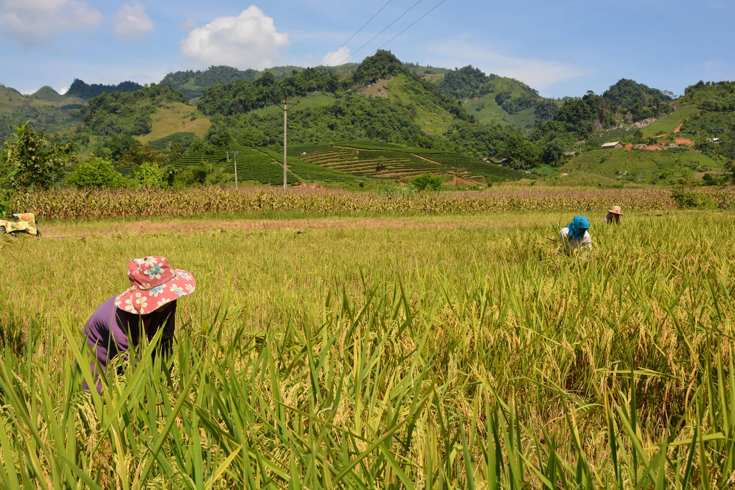 Người dân thôn Ải Nam lao động, dựng xây cuộc sống mới tốt đẹp hơn.