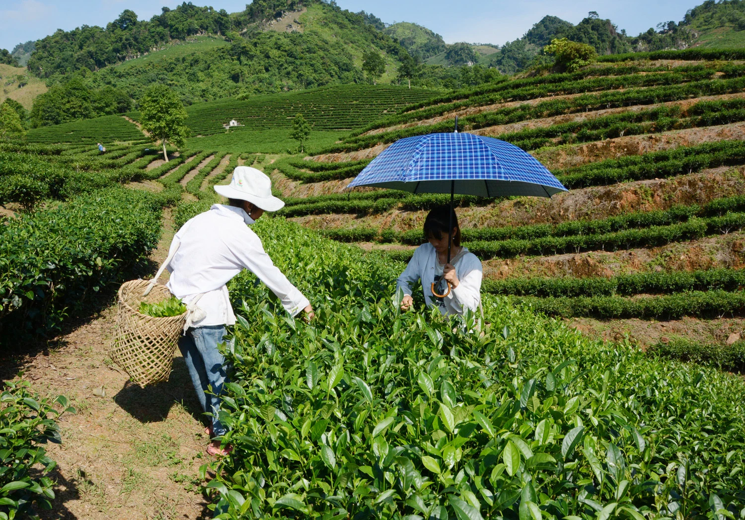 Cây chè mang lại nguồn thu nhập cao cho người dân Ải Nam.