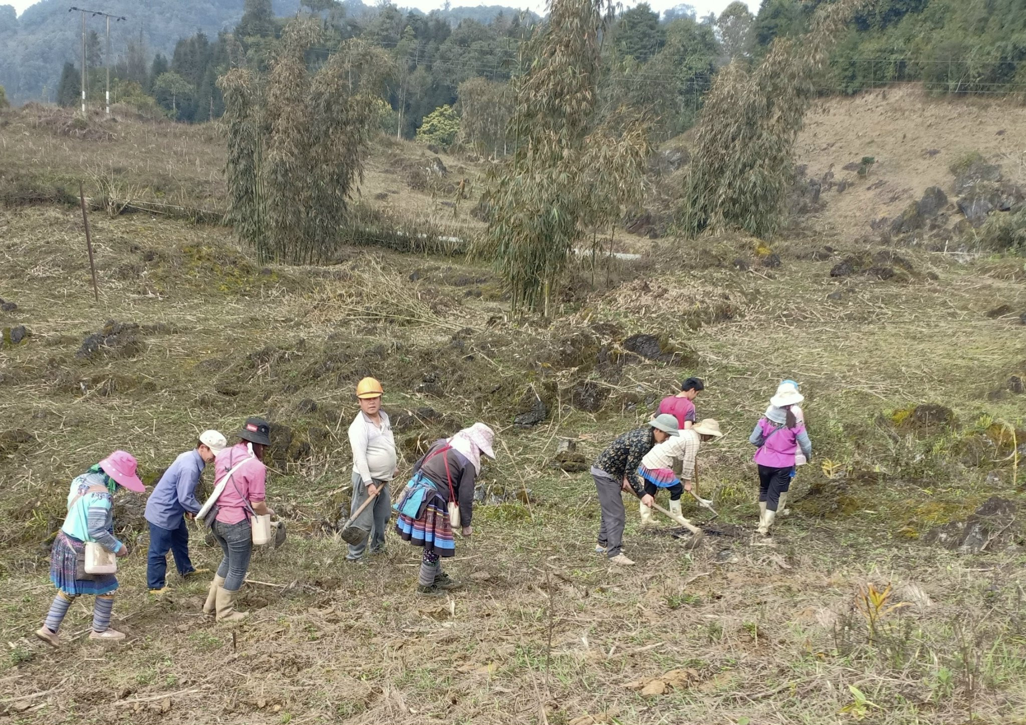 Bà con La Pan Tẩn canh tác ngô trên đất dốc. Bà con La Pan Tẩn canh tác ngô trên đất dốc.