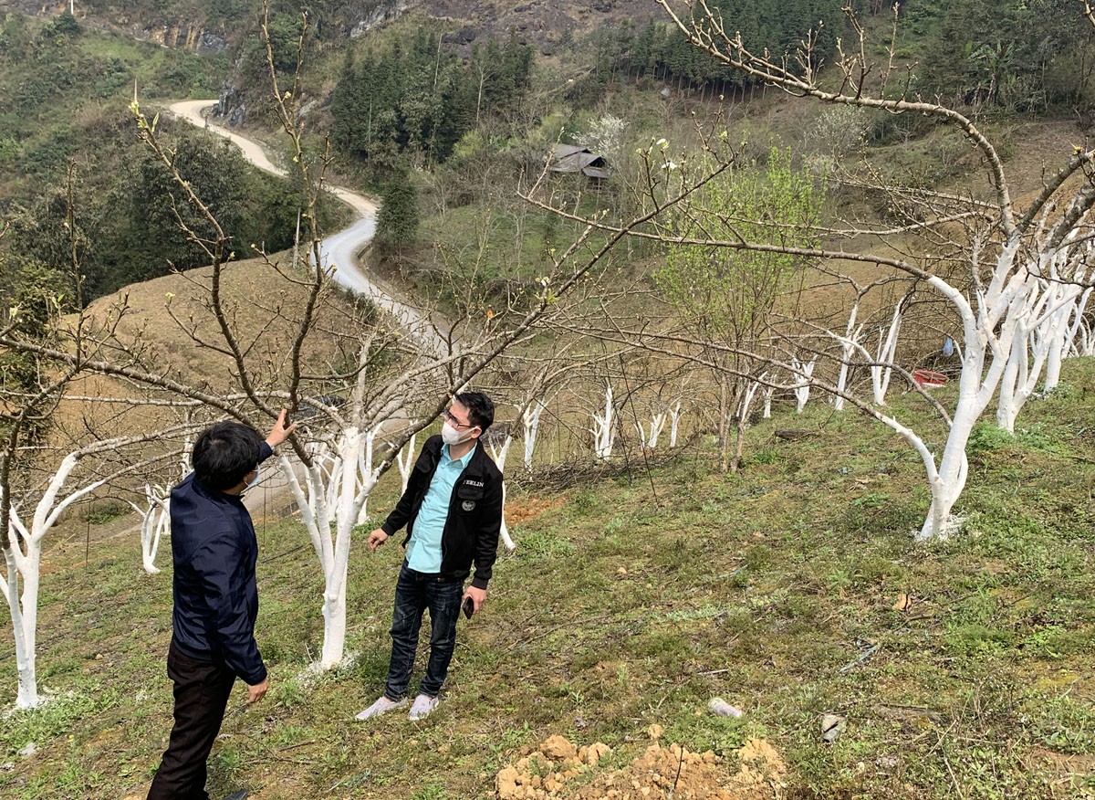 Phát triển vùng trồng lê VH06 tại thôn Hoàng Hạ, xã Hoàng Thu Phố. Phát triển vùng trồng lê VH06 tại thôn Hoàng Hạ, xã Hoàng Thu Phố.