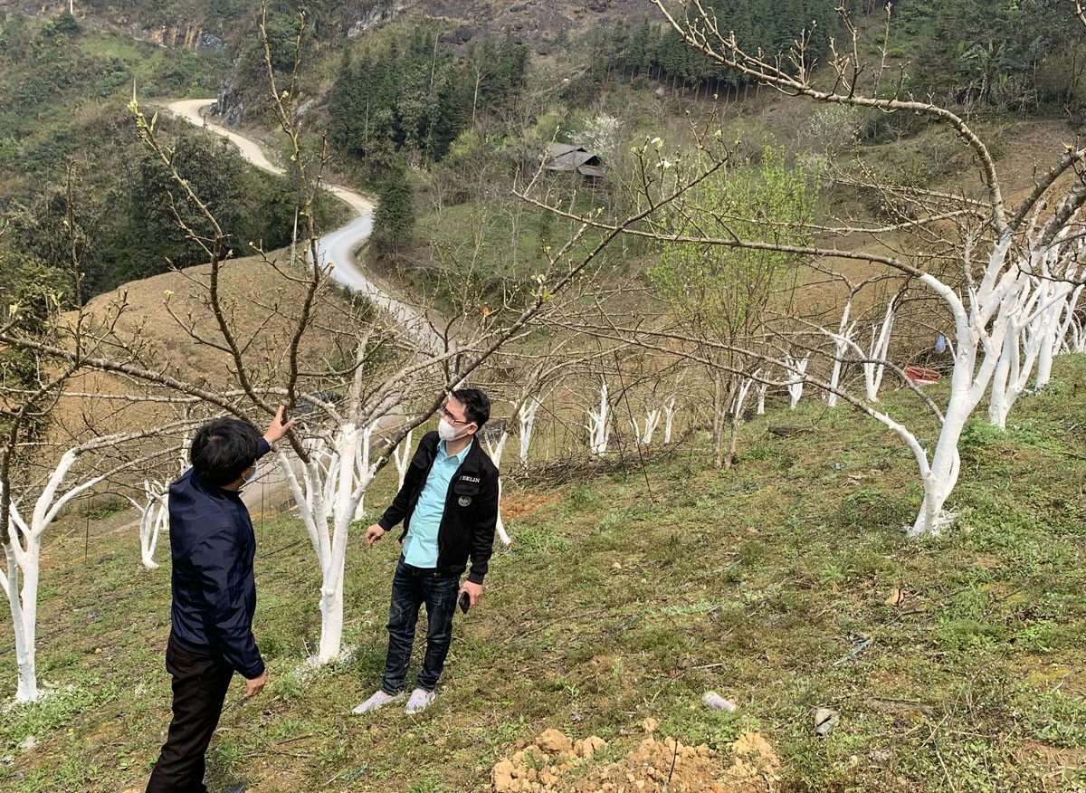 Phát triển vùng trồng lê VH06 tại thôn Hoàng Hạ, xã Hoàng Thu Phố.