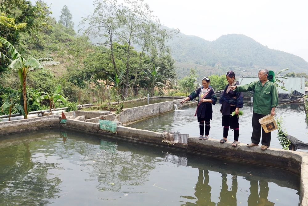 Người dân thôn Dền Thàng nuôi cá nước lạnh.