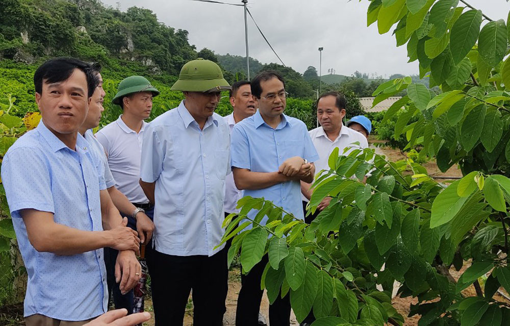 Thăm và tặng quà mô hình trồng na của Hợp tác xã Mé Lếch, huyện Mai Sơn.