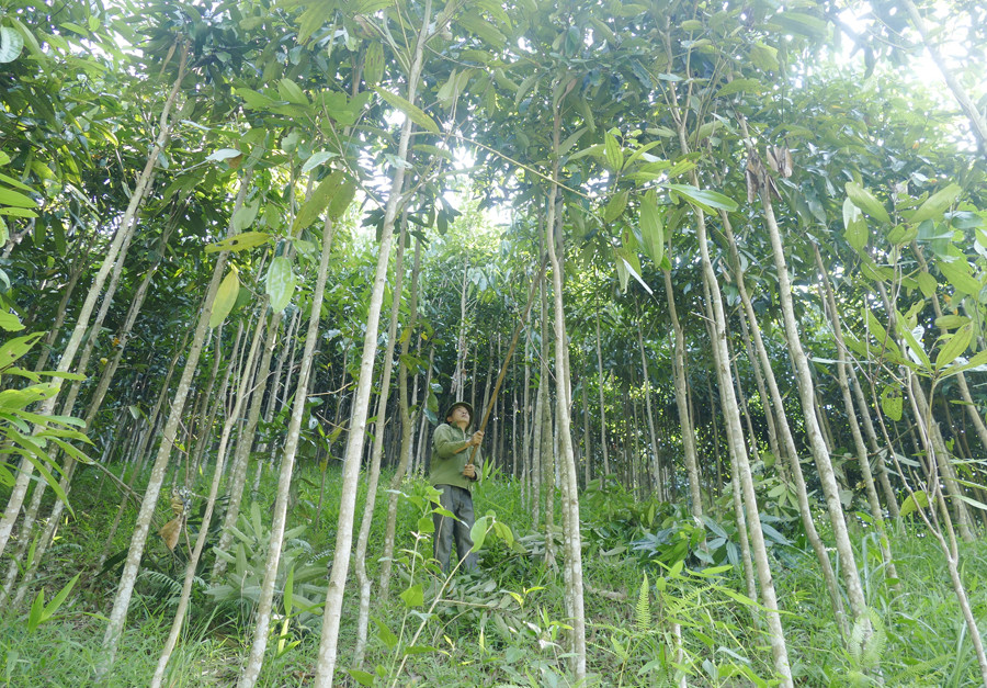 Từ khi chuyển sang trồng quế, người dân thôn Khởi Khe có thu nhập ổn định. Từ khi chuyển sang trồng quế, người dân thôn Khởi Khe có thu nhập ổn định.