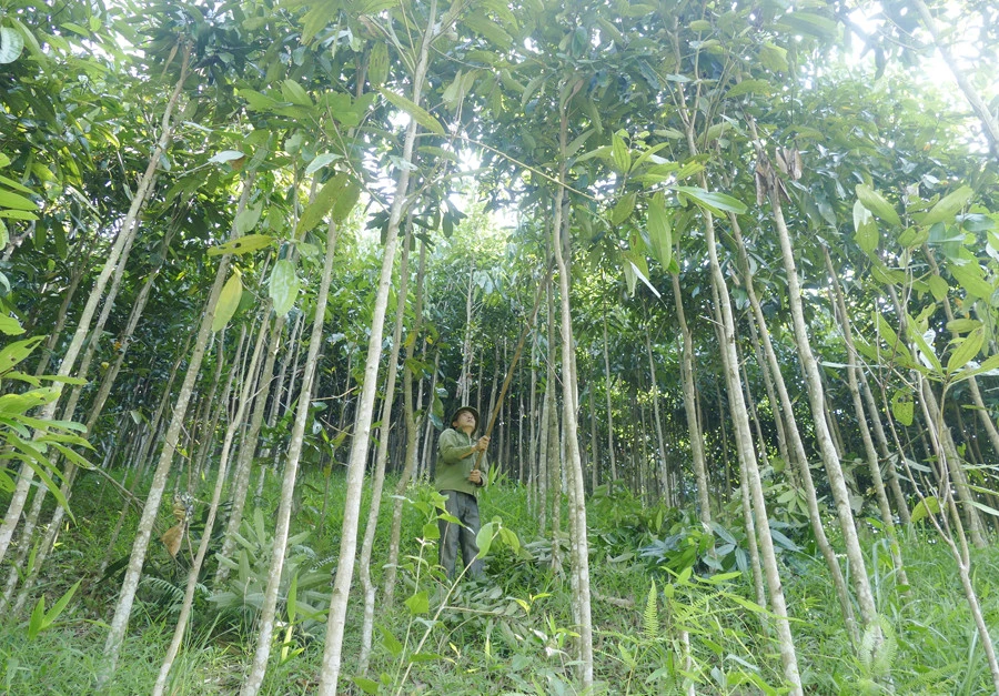 Từ khi chuyển sang trồng quế, người dân thôn Khởi Khe có thu nhập ổn định.