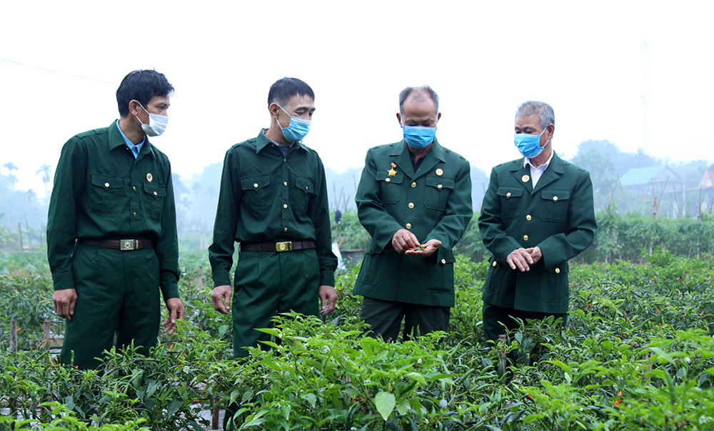 Các hội viên CCB trong tỉnh tích cực lao động, thi đua lập thành tích chào mừng đại hội hội CCB các cấp.