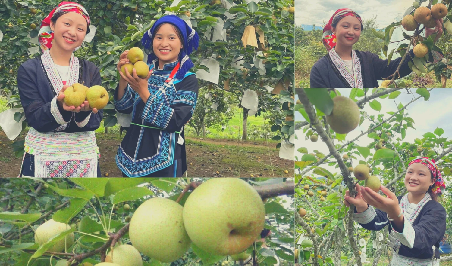 Tuổi trẻ bắt nhịp với chuyển đổi số trong nông nghiệp ảnh 2