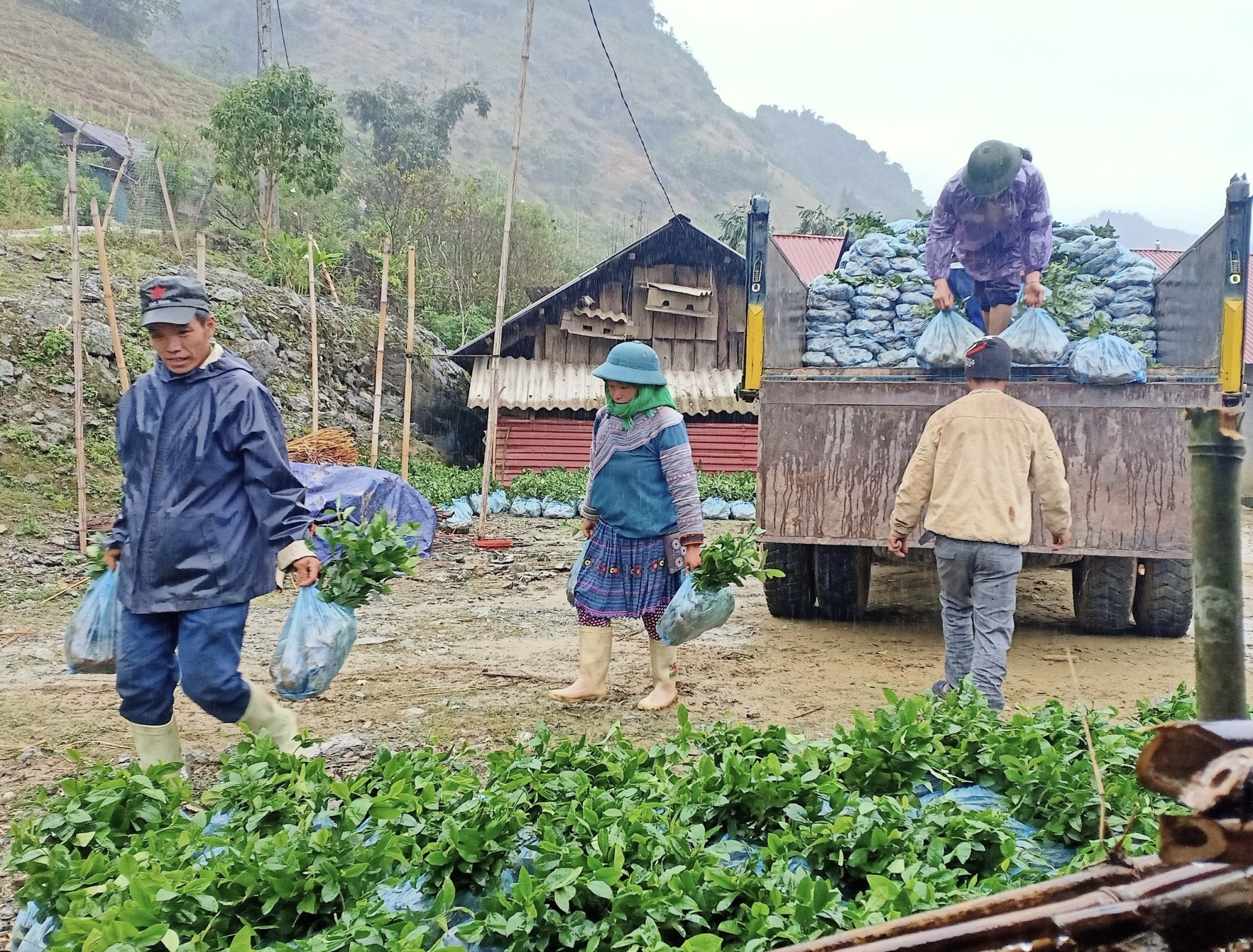 Người dân nhận giống chè năm 2022. Người dân nhận giống chè năm 2022.