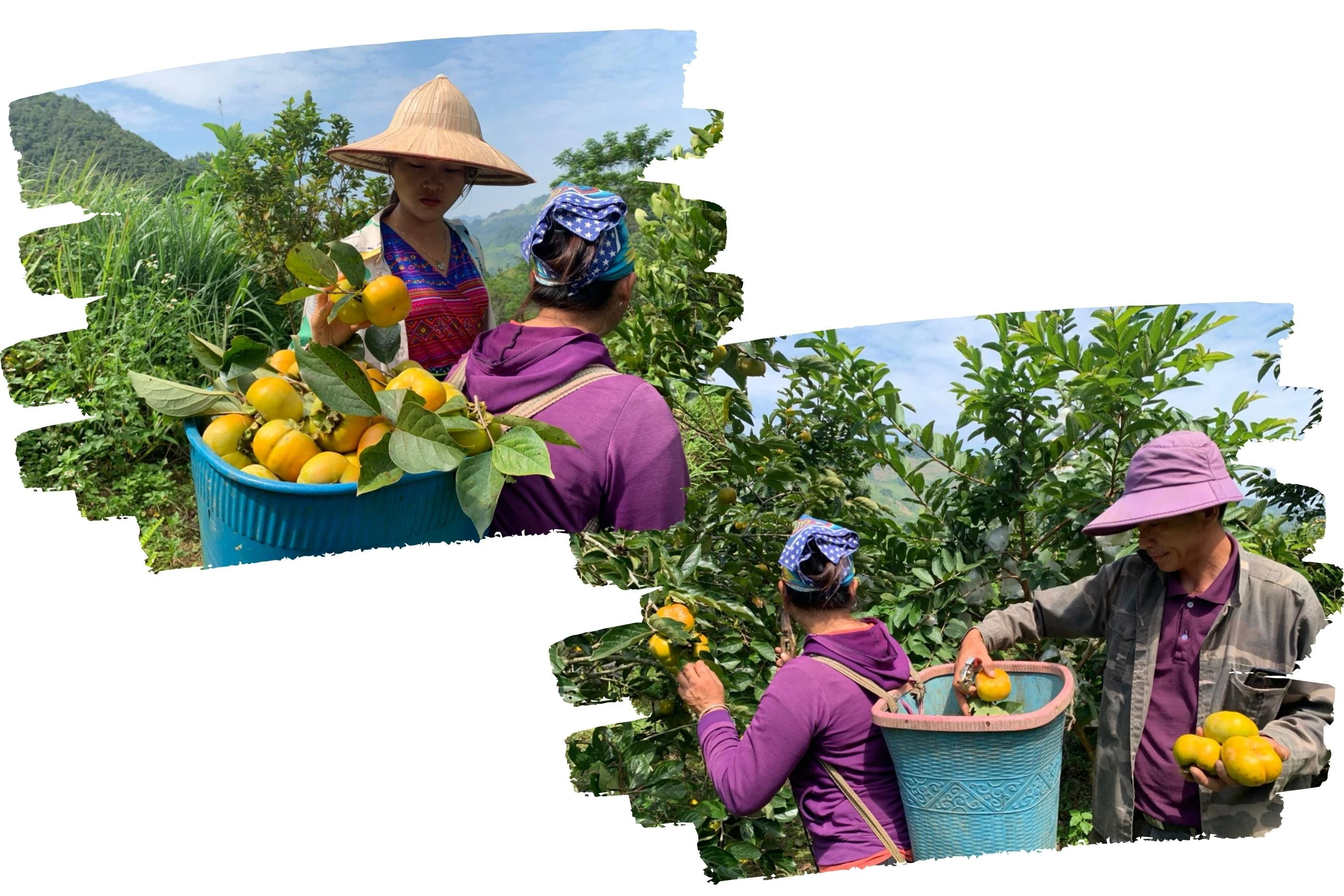 Người dân tất bật thu hoạch hồng để đưa đi tiêu thụ.