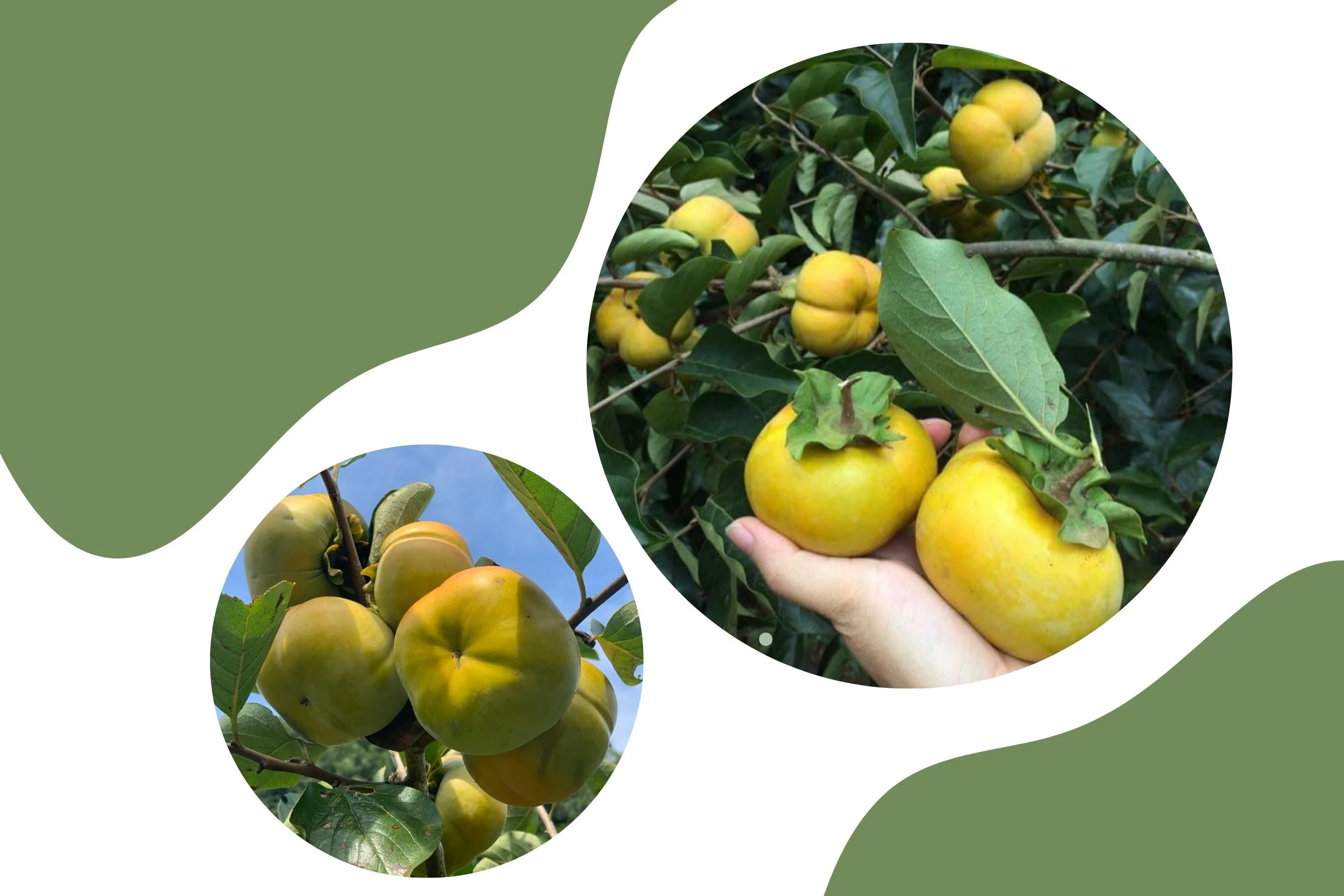 Những trái hồng to tròn, căng mọng.