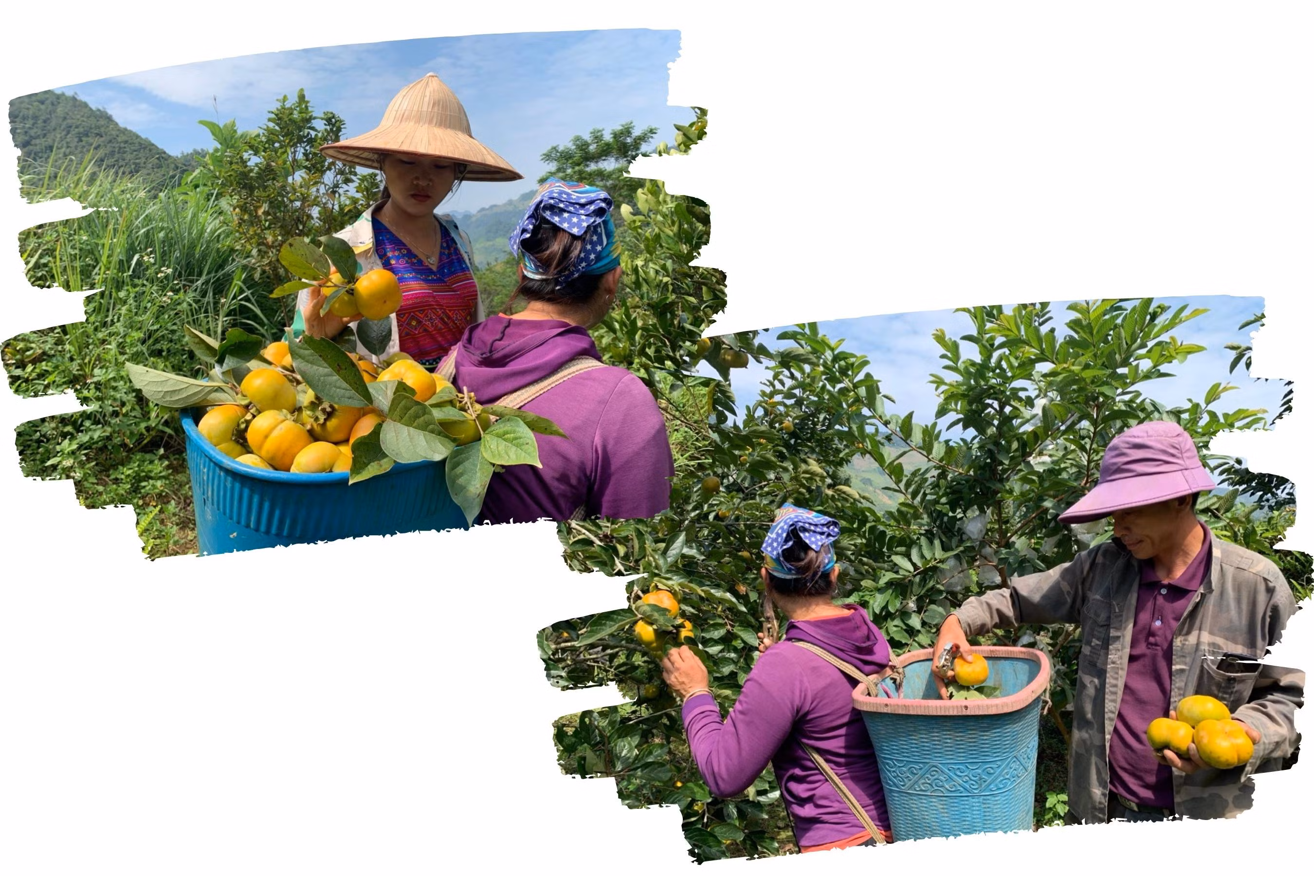 Người dân tất bật thu hoạch hồng để đưa đi tiêu thụ.