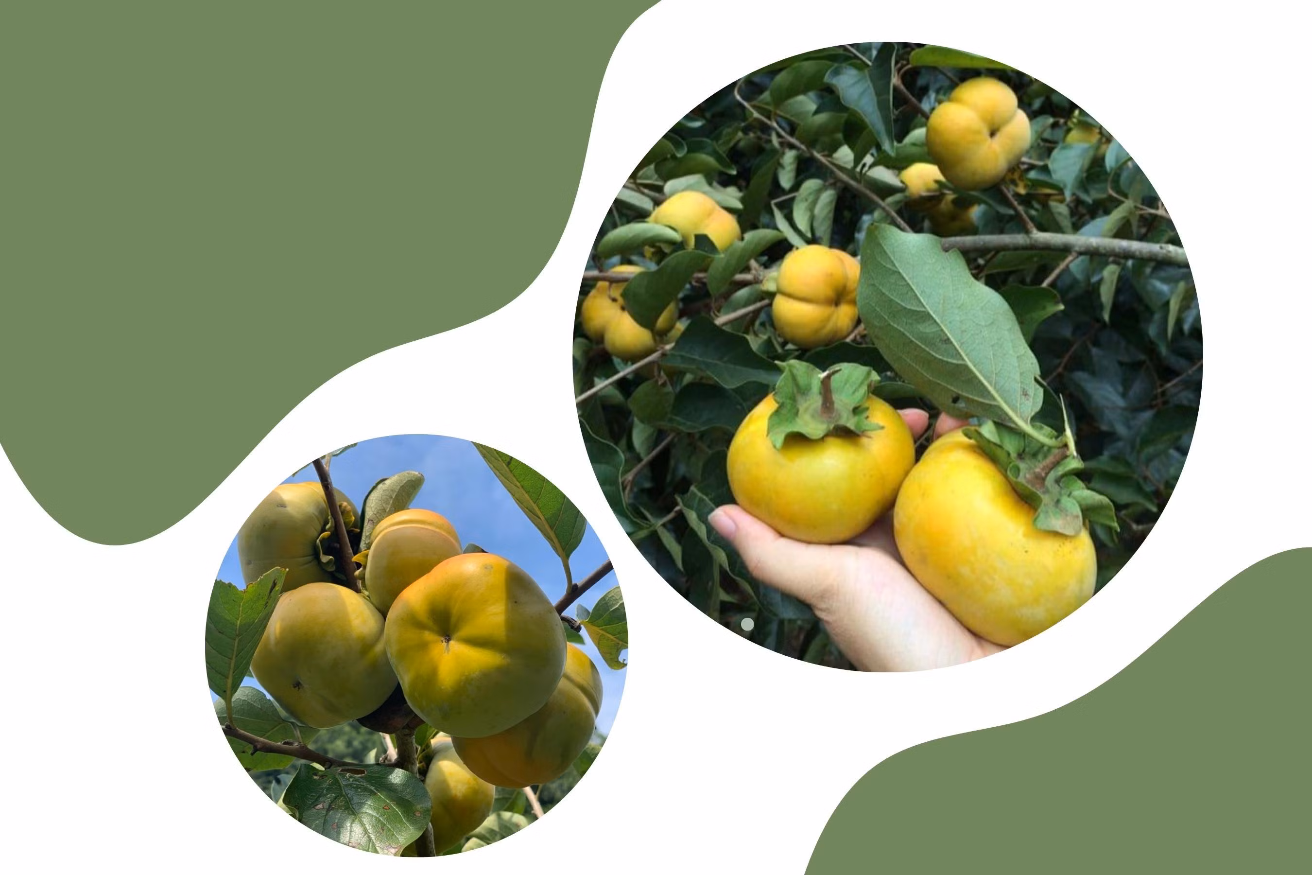 Những trái hồng to tròn, căng mọng.