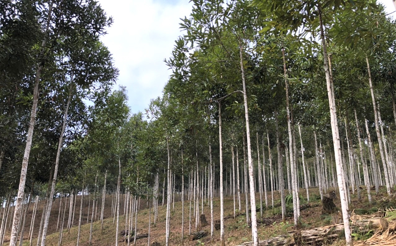 Tỉnh Lào Cai phấn đấu có 7.500 ha quế được cấp chứng nhận hữu cơ năm 2023.