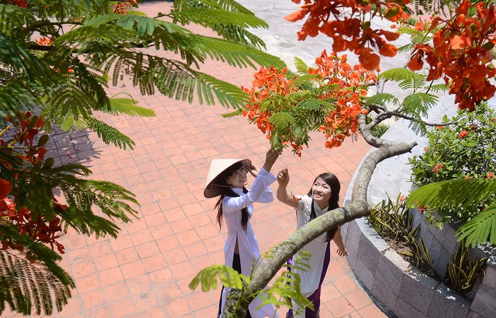 Phượng nở gợi nhớ một thuở cắp sách đến trường đầy ắp những kỉ niệm ngọt ngào. Ảnh: Ngọc Bằng