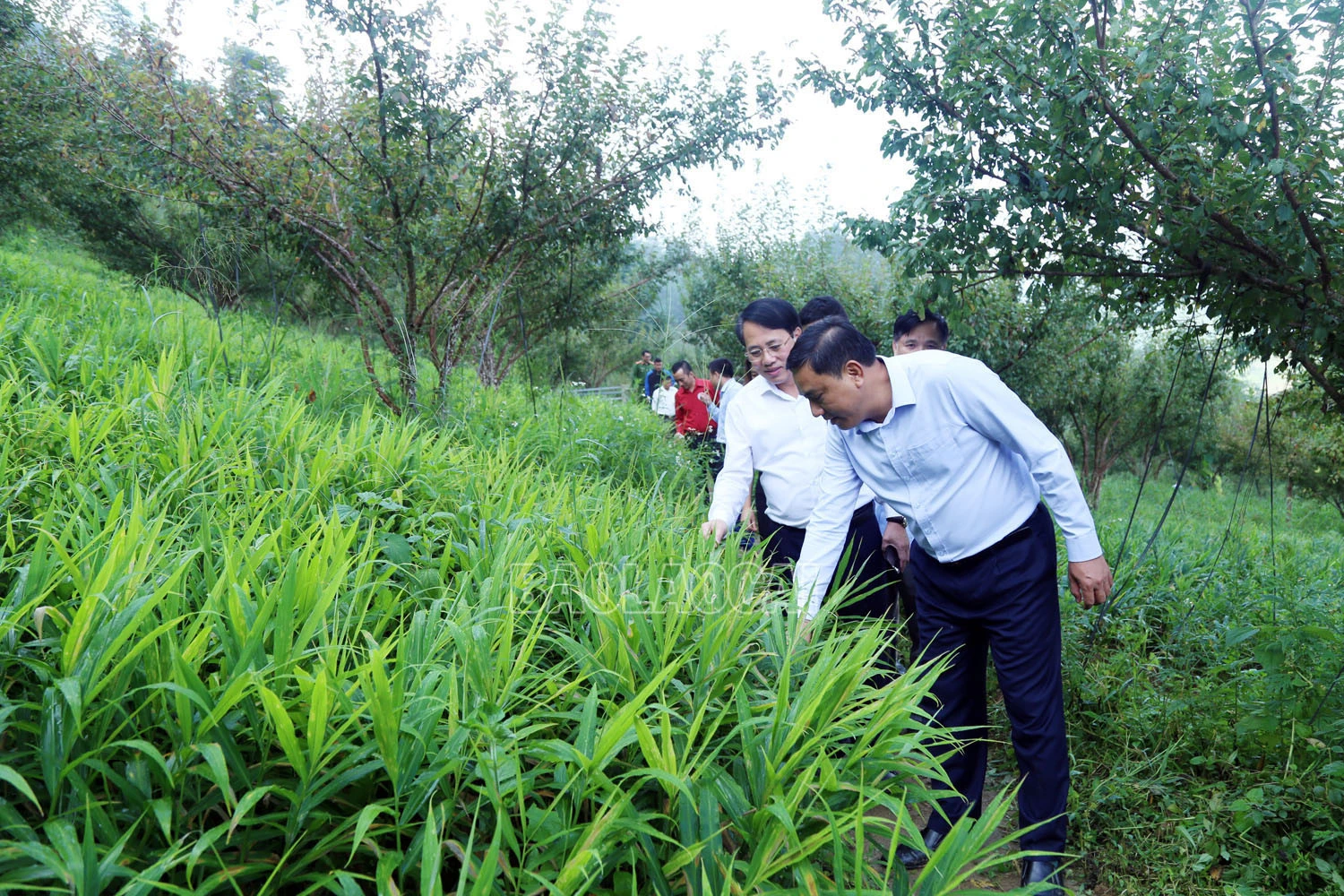 Phó Bí thư Tỉnh ủy Hoàng Giang dự sinh hoạt chi bộ tại Si Ma Cai và Bắc Hà ảnh 7 Phó Bí thư Tỉnh ủy Hoàng Giang dự sinh hoạt chi bộ tại Si Ma Cai và Bắc Hà ảnh 7