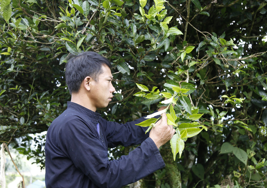 Thu hái chè cổ thụ ở Sông Lẫm. Thu hái chè cổ thụ ở Sông Lẫm.