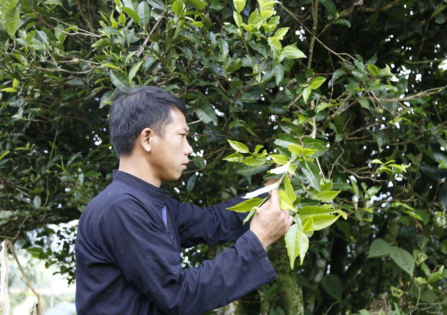 Thu hái chè cổ thụ ở Sông Lẫm.